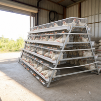 Équipement d'élevage avicole automatique : Système de poulailler moderne pour poules pondeuses, cage en batterie de type A pour poulets pondeurs, à vendre