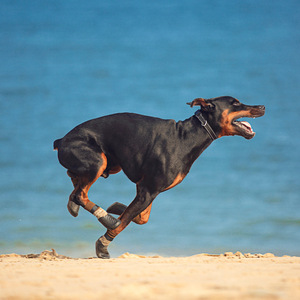 Scarpe e stivali sportivi da esterno per animali domestici, antiscivolo e Non rimovibili, calze <span class=keywords><strong>con</strong></span> suola morbida elastica a righe ad alta elasticità a righe bioniche - Product Image 6