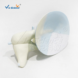 Modèle de membrane tympanique osseuse de qualité médicale, modèle de communication et de démonstration clinique en otologie, matériau PVC, en - Product Image 3