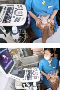 2023 Neuankömmling Zoncare P7 Trolley Veterinär Farb doppler 3D 4D Tragbarer Ultraschall-Maschinen scanner Preis - Product Image 3