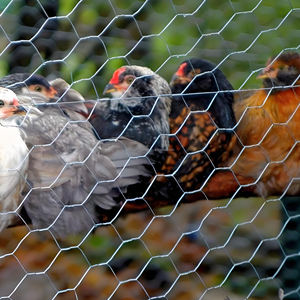 Malla de Alambre Hexagonal Galvanizada Barata de Fábrica, Malla de Alambre para Gallineros, Malla para Cercas, <span class=keywords><strong>Precio</strong></span> de Malla - Product Image 1