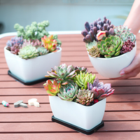 Pots à bonsaï rectangulaires en plastique avec plateau de drainage, pots pour plantes succulentes, pots de culture pour bonsaï, décoration d'intérieur