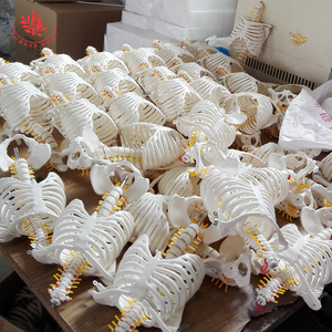 12.6 "x 5.1" x 5.9 "3 lần mô hình thanh quản chức năng y tế kích thước đầy đủ - Product Image 3