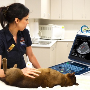 Échographe vétérinaire couleur Doppler à imagerie dynamique de haute précision pour animaux CU25vet - Product Image 6