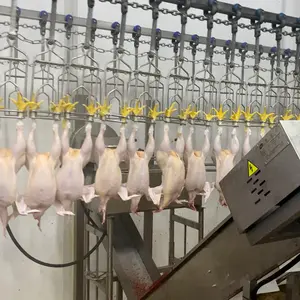 1000BPH Chicken Slaughtering and Processing Line Equipment in abattoir