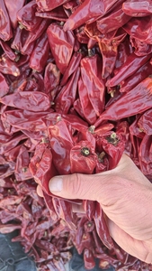 <span class=keywords><strong>Piment</strong></span> rouge Yidu entier cru, épice de <span class=keywords><strong>piment</strong></span>, fournisseur chinois pour le marché éthiopien - Product Image 5