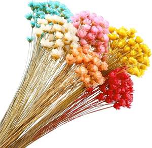 Оптовая продажа: Дешевые, маленькие, красивые, натуральные, сушеные бразильские цветы «Маленькая звезда», миниатюрные сухоцветы ромашки для рукоделия - Product Image 1