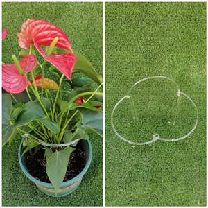 Pérgola <span class=keywords><strong>de</strong></span> escalada moderna, antialojamiento Poste <span class=keywords><strong>de</strong></span> soporte, acrílico, transparente, Phalaenopsis, maceta, soporte para plantas <span class=keywords><strong>de</strong></span> jardín - Product Image 2