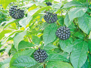 100% <span class=keywords><strong>Ginseng</strong></span> özü tozu <span class=keywords><strong>Ginseng</strong></span> kökü ekstraktı toz gıda sınıfı sibirya <span class=keywords><strong>Ginseng</strong></span> özü tozu - Product Image 4