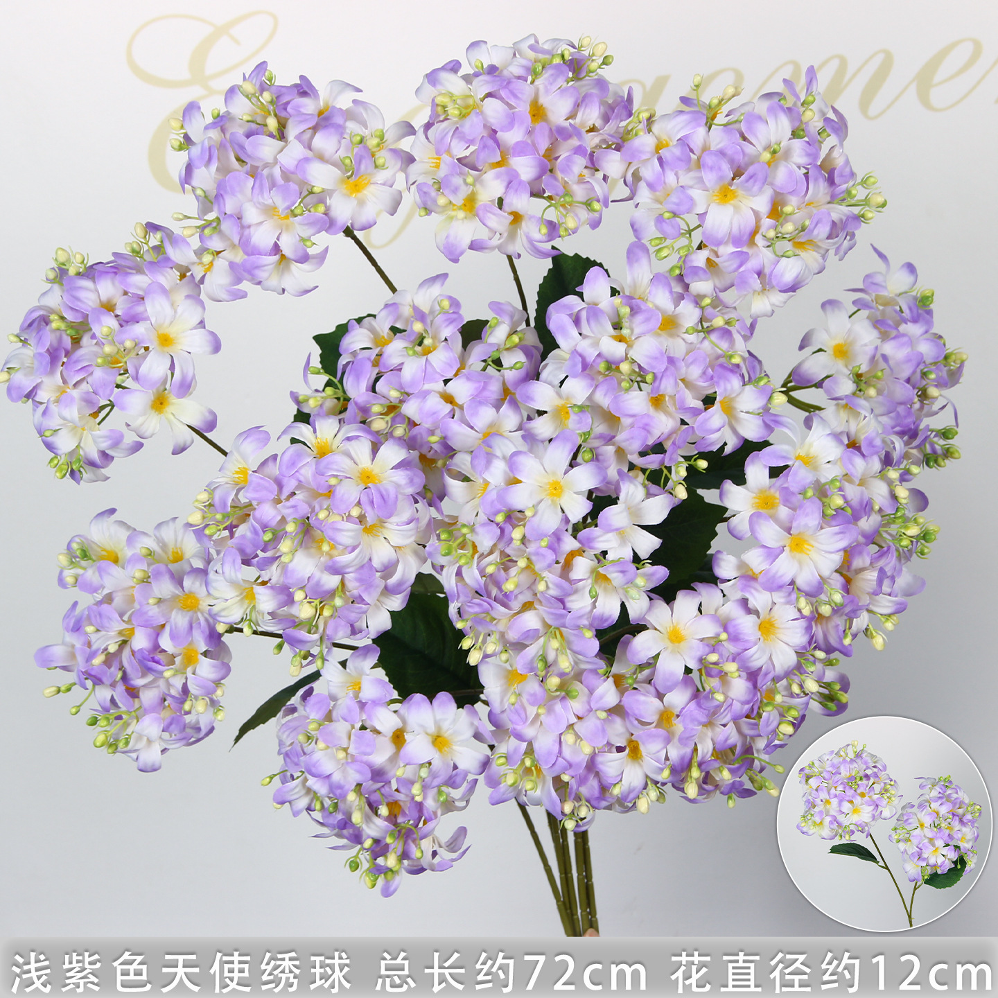 Hortensia ange à deux têtes, violet clair