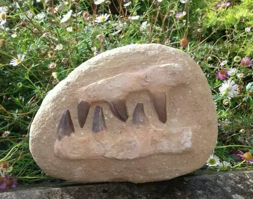 סיטונאי טבעי mosasaur שיניים מאובנים למכירה