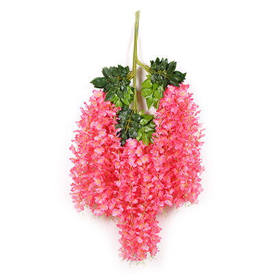 กุหลาบต้นแมดเด