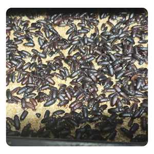 100% בשר תולעים צהובות טבעיות עוף מזון הסיטונאי של תולעי לחם מיובש - Product Image 3