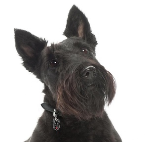 Nouveauté, pendentif en métal avec logo imprimé de forme personnalisée pour chien (<span class=keywords><strong>Scottish</strong></span> <span class=keywords><strong>Terrier</strong></span>), breloques pour chien en cadeau, collier, bracelet et porte-clés - Product Image 2