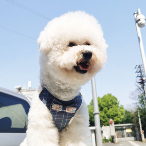 Arnés para Perro Teddy, de Nailon a Cuadros, Ajustable, Talla Pequeña para Perros Pequeños - Product Image 1