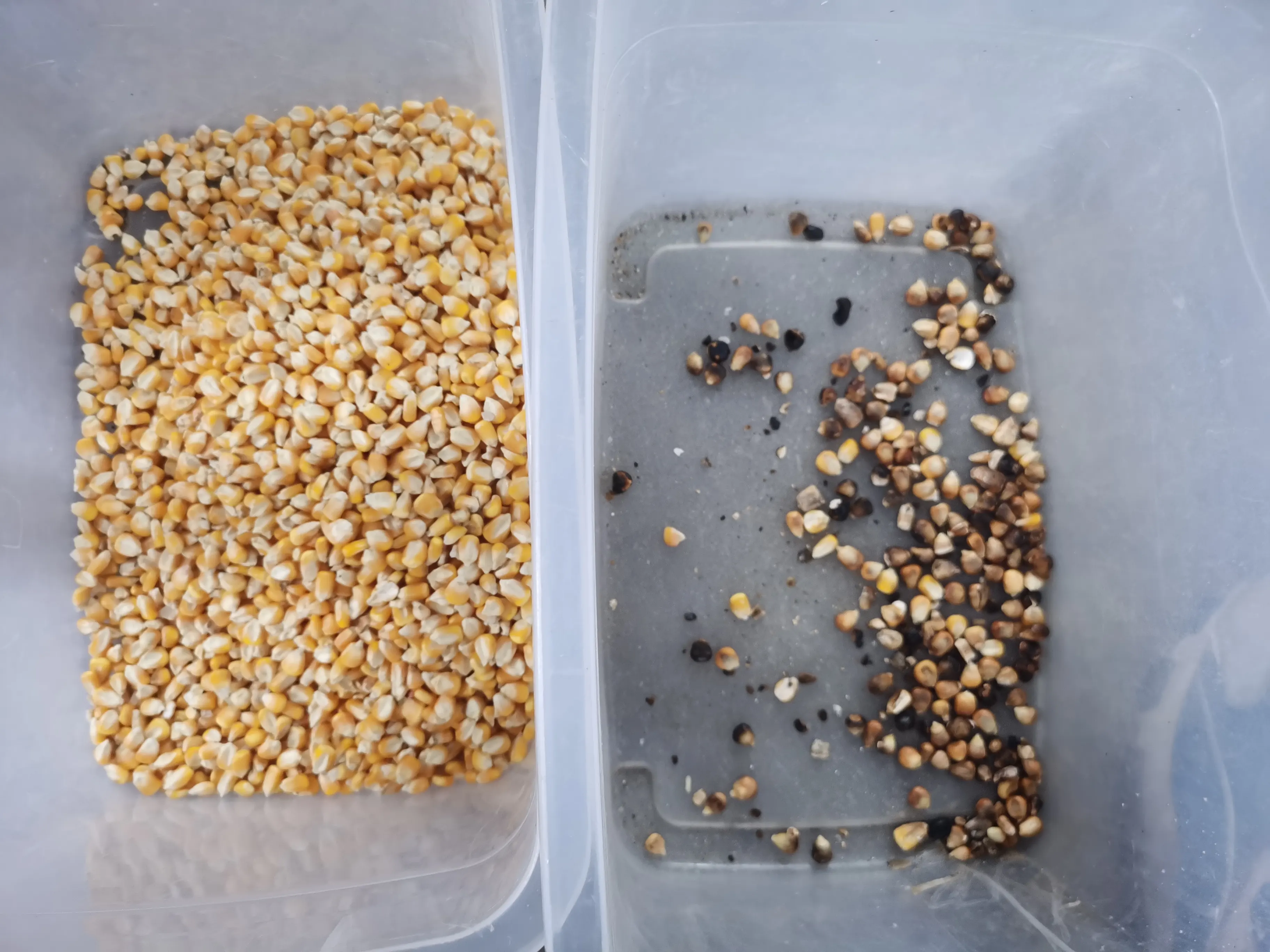 Meksika mısır sıralayıcı makine tam renkli CCD mısır ayırma makinesi için mısır çekirdekleri seçim renk sıralayıcı