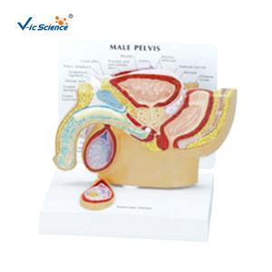 Modèle anatomique médical fabrication modèle de <span class=keywords><strong>prostate</strong></span> anatomique médical modèle d'éducation scientifique médicale - Product Image 1