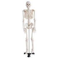 Modèle de squelette humain complet de 85 cm pour l'enseignement et l'apprentissage de l'anatomie, affichage en classe, formation médicale