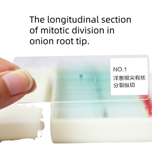 Lames préparées de Sarcoptes Scabiei pour adultes, spécimens biologiques de laboratoire pour l'enseignement de la biologie médicale et la recherche en laboratoire - Product Image 5