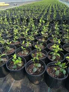 प्लास्टिक नर्सरी बर्तन 15 गैलन प्लास्टिक के फूल के बर्तन काला या इच्छित फूस या गत्ते का डिब्बा टिकाऊ बड़े फूल गोल आकार 1000pcs - Product Image 6