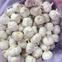 Ail Frais en Gros, Sacs de 10 kg et 20 kg, Ail Chinois, Taille 5.0 cm, Ail Rouge/Blanc