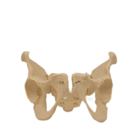 Équipement éducatif médical Pelvis de femme en PVC