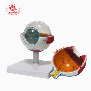 Modelo de anatomía ocular (7 partes, ampliado 6 veces): retina, lente, oftalmología, ajuste de gafas, ambliopía, enseñanza del astigmatismo. - Product Image 2
