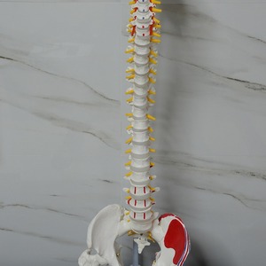 Instrument pédagogique médical en dermatologie : Modèle de colonne vertébrale adulte ; modèle de structure de la colonne vertébrale et du bassin humains semi-coloré. - Product Image 1