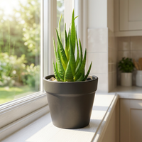 Ensemble de mini-plantes artificielles vertes en pot en plastique, succulentes écologiques, décorations intérieures pour la maison, pour Pâques et les mariages