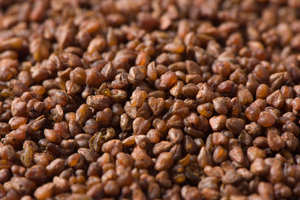 Chá de Emagrecimento Orgânico 100% de Grãos Saborosos, Chá Solto em Lote, Chá de Trigo Sarraceno Amargo - Product Image 3