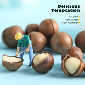 OEM çin fabrika orijinal yunnan hakkında iyi kalite macadamia fındık - Product Image 3