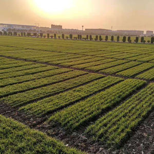 Sembradora Automática Autopropulsada 2BXTZ - Product Image 6