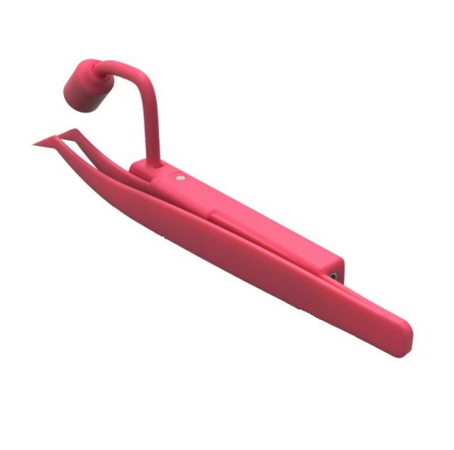 กุหลาบแดง