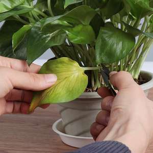 Lot de 13 mini-outils de jardinage LJJZH314 pour plantes d'extérieur, bonsaï, fleurs et plantes succulentes - Product Image 6