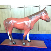 Modelo de disección de venta directa de fábrica, modelo anatómico de animales veterinarios para simulación educativa, modelo de caballo