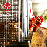 Cage d'élevage avicole de type A avec alimentation automatique pour l'élevage de poussins pondeurs, équipement commercial d'élevage de poulets pour l'exportation