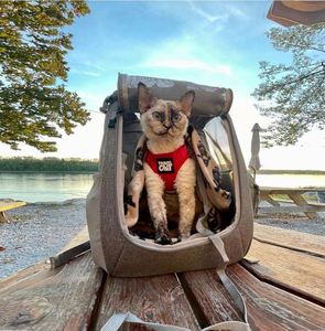 Free Sample Premium <b>Cat</b> <b>Backpacks</b> for Carrying <b>Cats</b> Travel, Hiking Use - Grey Mesh <b>Backpacks</b> for Small, Medium, Large <b>Cats</b> up - Product Image 4