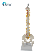Modèle de colonne vertébrale de taille moyenne avec os du bassin et des jambes (type suspendu)-Outil d'enseignement médical
