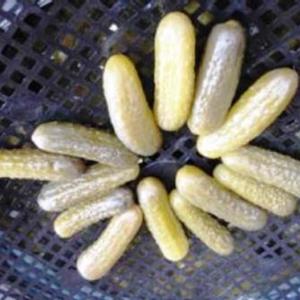 Cornichons de légumes conservés en saumure - Product Image 1