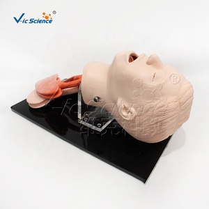 Modèle d'intubation de la trachée humaine avancé Vic Science Medical Science Nursing Manikin, modèle d'éducation VIC-407A, écologique - Product Image 4