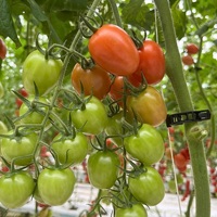 Clips de Soutien pour Plantes en Bioplastique/Polypropylène Transparent à Forte Adhérence 16-25mm pour Tomates, Concombres, Lianes – Jardin Multi-Saisons