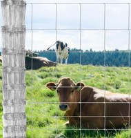 Fil de bobine en acier galvanisé prépeint et non peint pour la fabrication de haute qualité