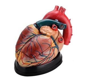 Модель человеческого сердца 4 раза в жизни, 3 части, модель анатомического образования, медицинское обучение, модель сердца - Product Image 1