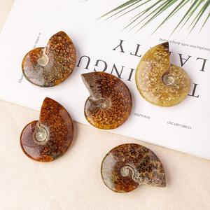 Groothandel Natuurlijke Ammoniet Fossiele Specimen Genezende Kristallen Kwarts Edelstenen Voor Minerale Geschenken - Product Image 2
