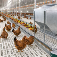 Système d'alimentation en chaîne entièrement automatique pour l'élevage au sol des poulets de chair, équipement de distribution uniforme des aliments pour une réduction de la main-d'œuvre