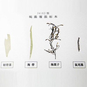 ตัวอย่างสาหร่ายสีน้ำตาลเคลือบสีดั้งเดิม J43113 อุปกรณ์ทดลองทางชีววิทยา อุปกรณ์การสอนระดับมัธยมศึกษาตอนต้น - Product Image 3