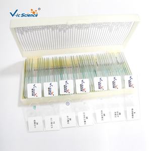 Portaobjetos de Botánica para <span class=keywords><strong>Microscopio</strong></span>: Bulbo de <span class=keywords><strong>Cebolla</strong></span>, Epidermis W.m. - Product Image 4