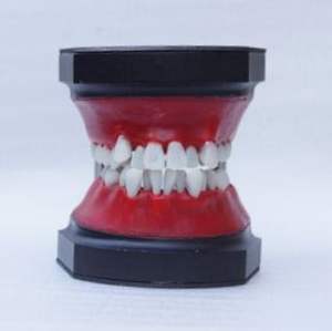 Modello di <span class=keywords><strong>Typodont</strong></span> per l'addestramento ortodontico dei denti dentali - Product Image 3