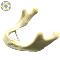 Modèle de pratique d'implant mandibule de modèle de dent de formation dentaire sans gencive