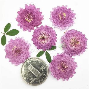 Fiori naturali pressati vero crisantemo essiccato <span class=keywords><strong>viola</strong></span> Mini <span class=keywords><strong>margherita</strong></span> per la decorazione del segnalibro di arte artigianale - Product Image 4